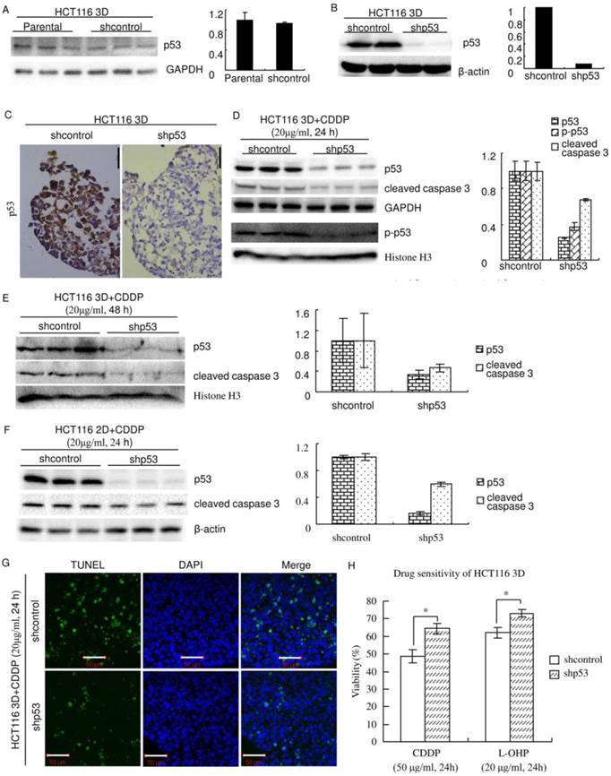 J Cancer Image