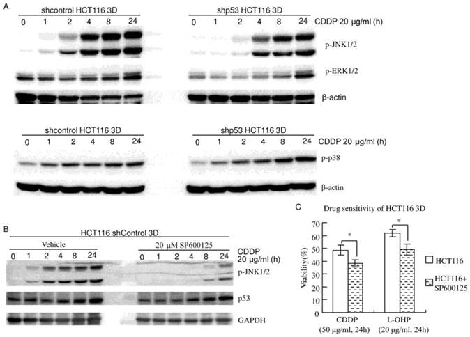 J Cancer Image