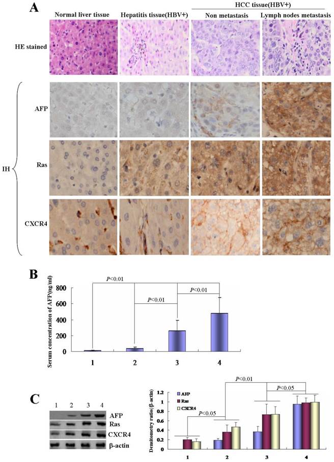 J Cancer Image