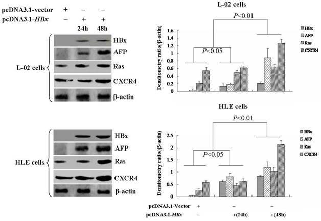 J Cancer Image