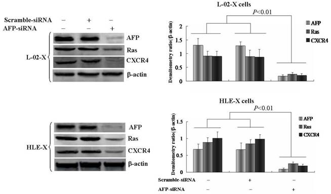 J Cancer Image