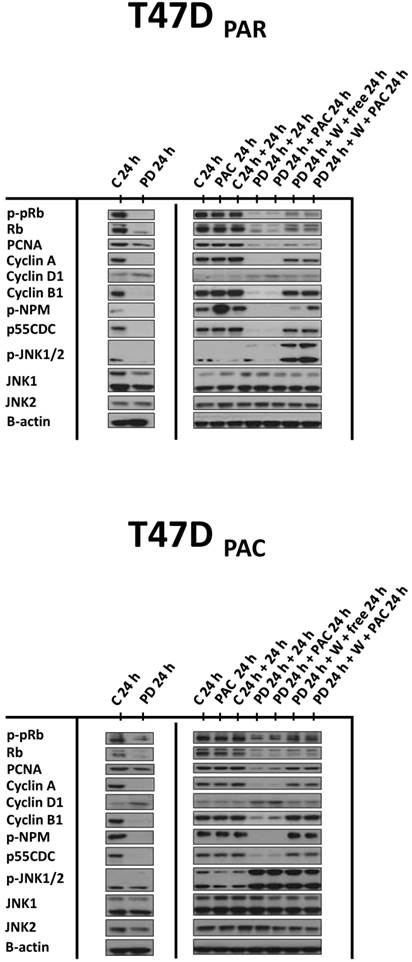 J Cancer Image