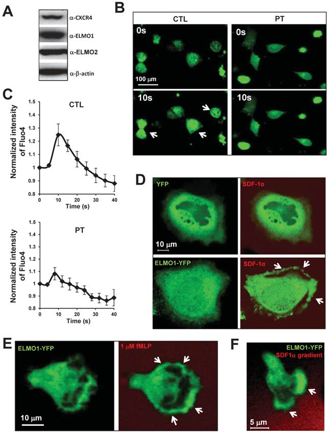 J Cancer Image