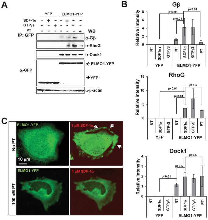 J Cancer Image