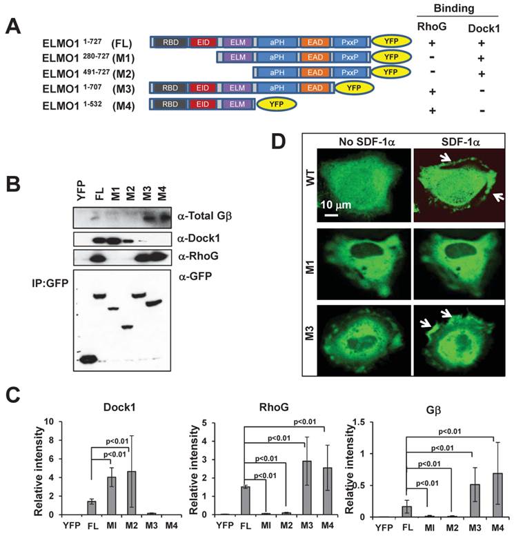 J Cancer Image