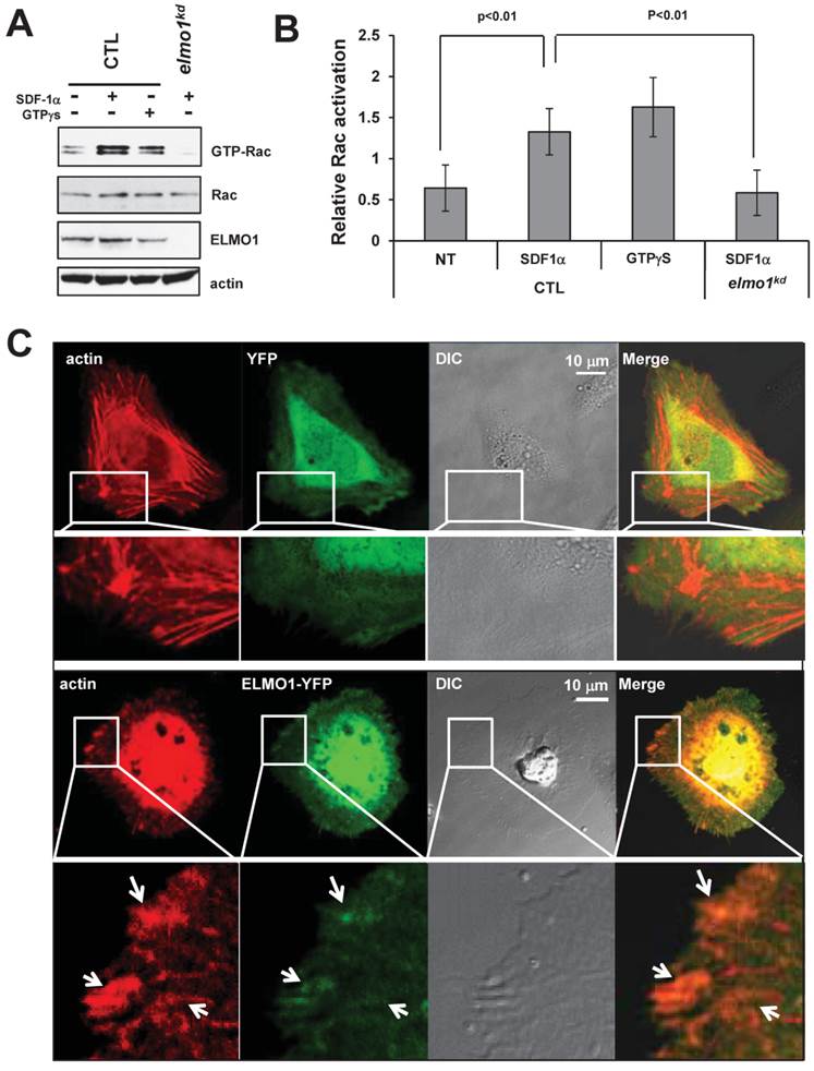 J Cancer Image