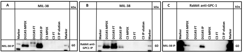 J Cancer Image