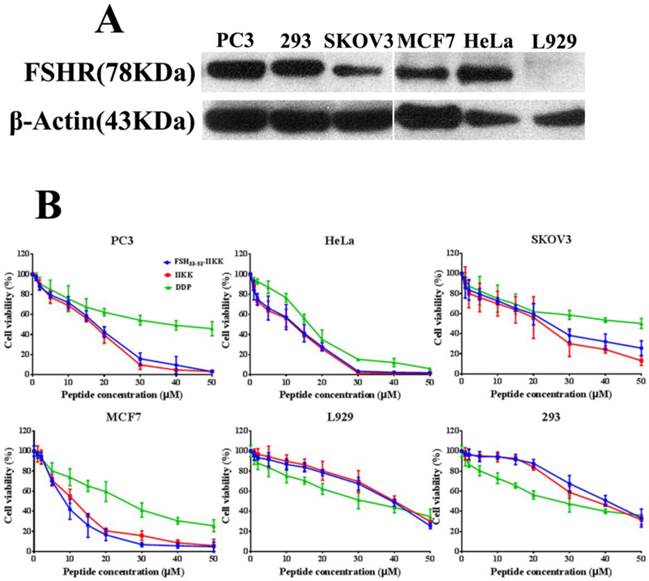 J Cancer Image