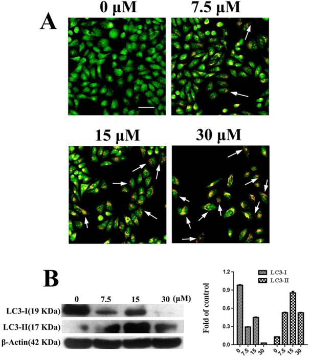 J Cancer Image