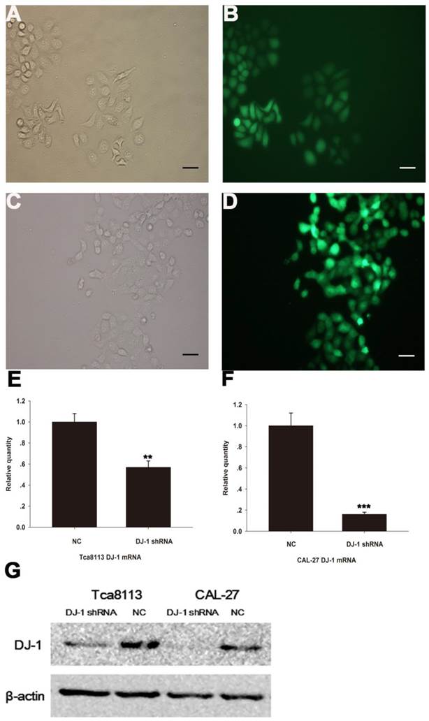 J Cancer Image