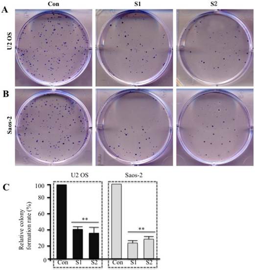 J Cancer Image