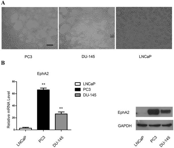 J Cancer Image