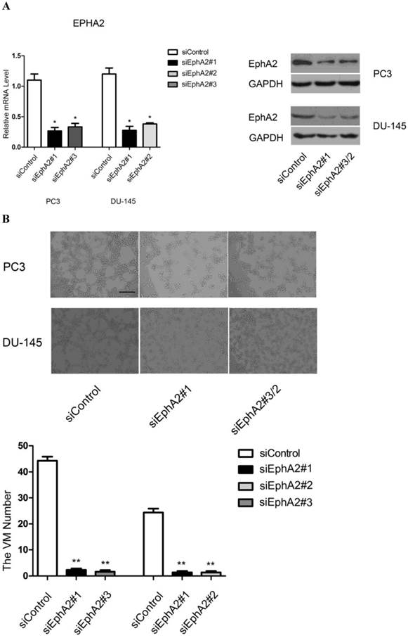 J Cancer Image