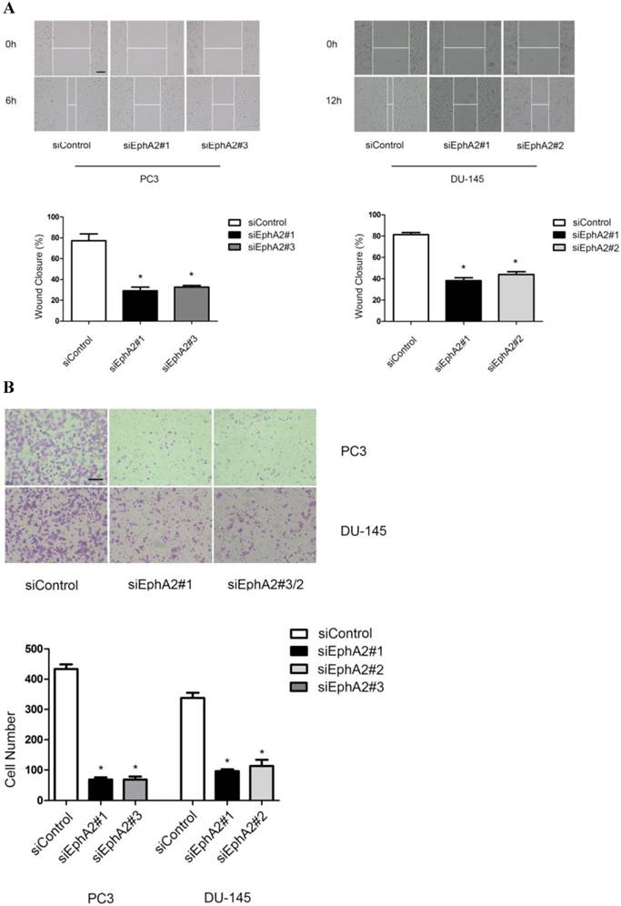 J Cancer Image