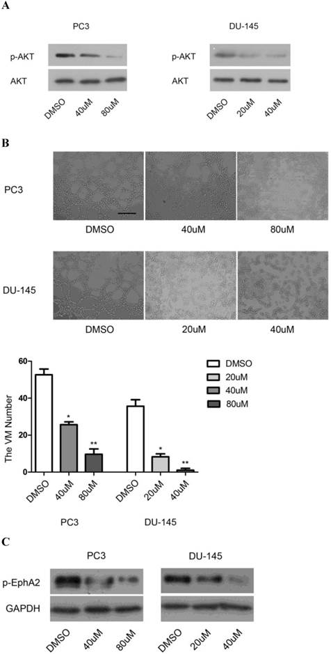 J Cancer Image