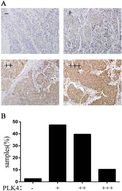 J Cancer Image