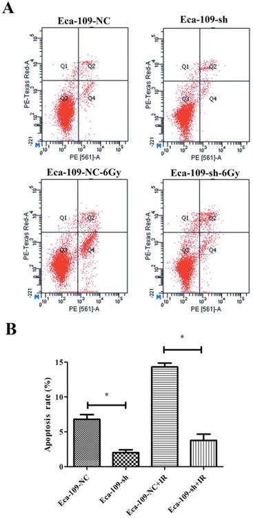 J Cancer Image