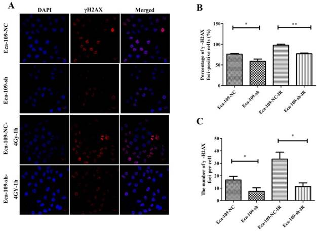 J Cancer Image