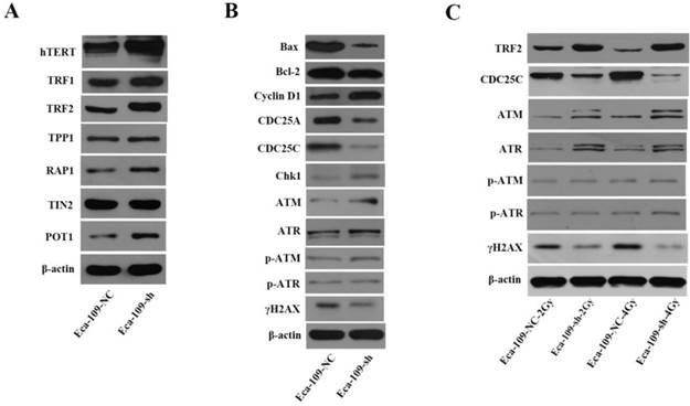 J Cancer Image