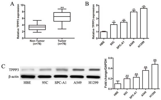 J Cancer Image