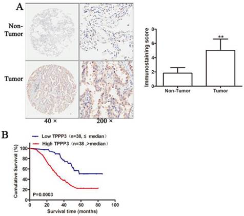 J Cancer Image