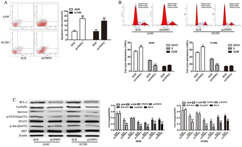 J Cancer Image