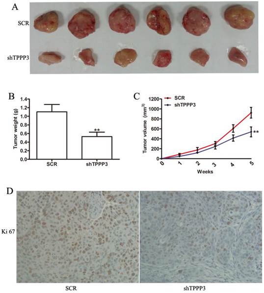 J Cancer Image