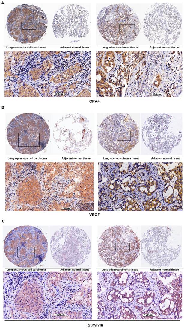 J Cancer Image