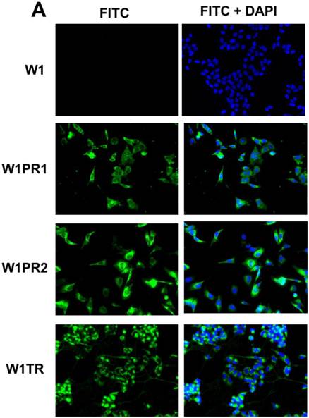 J Cancer Image