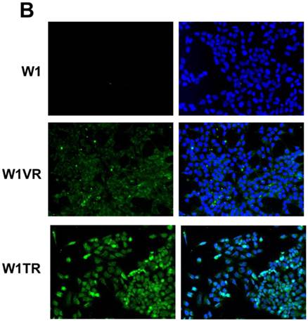 J Cancer Image