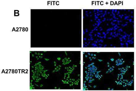 J Cancer Image