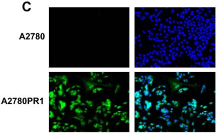 J Cancer Image