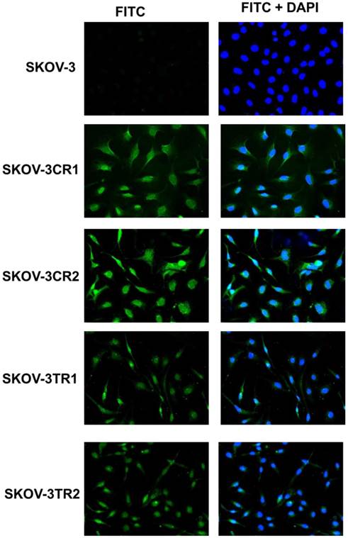 J Cancer Image