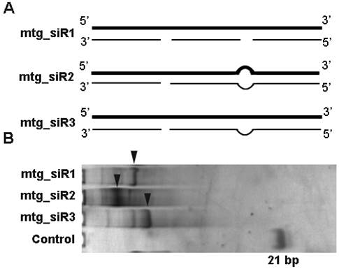 J Cancer Image