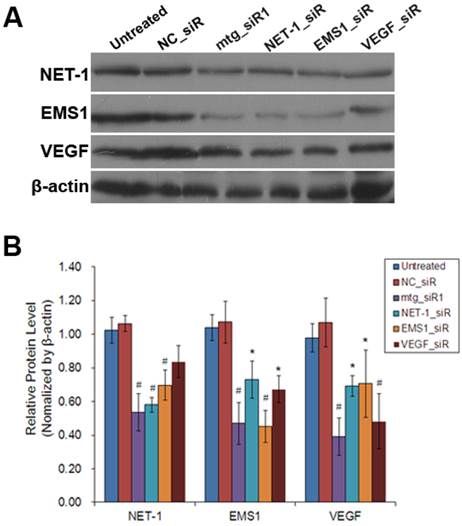 J Cancer Image