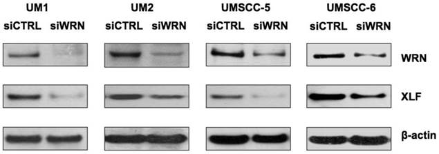 J Cancer Image