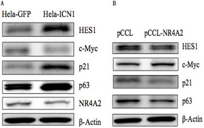 J Cancer Image