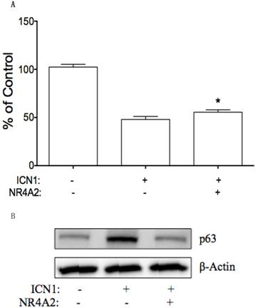 J Cancer Image