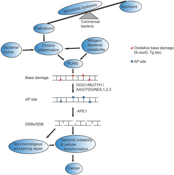 J Cancer Image