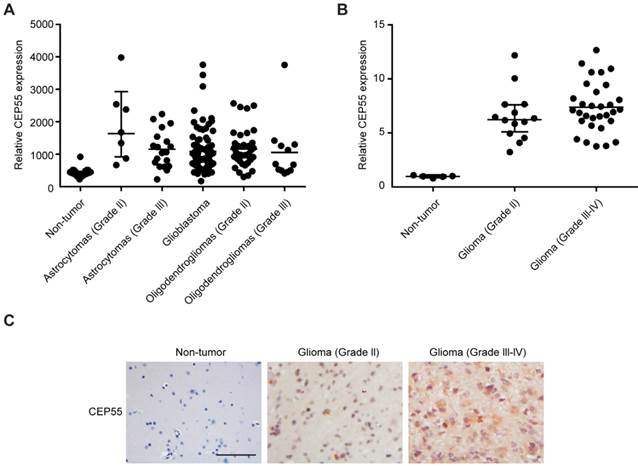 J Cancer Image