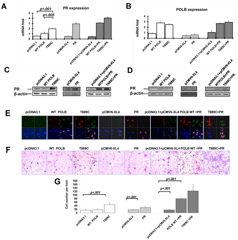 J Cancer Image