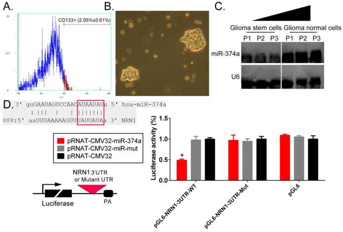 J Cancer Image