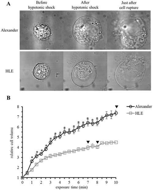 J Cancer Image