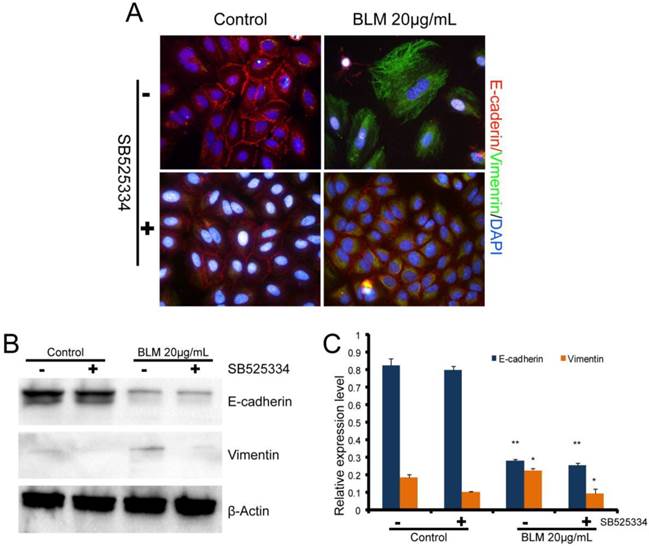 J Cancer Image