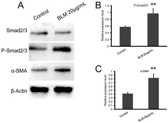 J Cancer Image