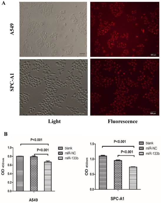 J Cancer Image