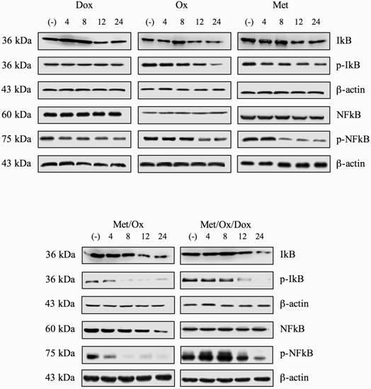 J Cancer Image