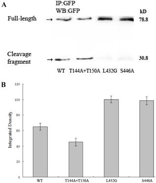 J Cancer Image