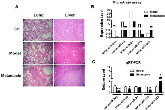 J Cancer Image