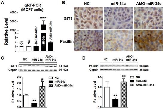 J Cancer Image